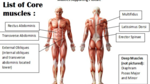 a picture illustrating the core muscles