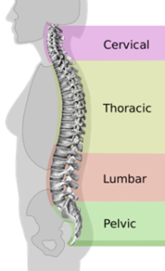 a picture illustrating the spine